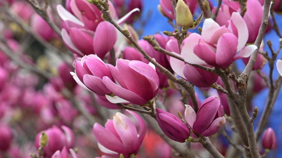 “Cơn sốt” mộc lan khuấy động thị trường hoa Tết 2026