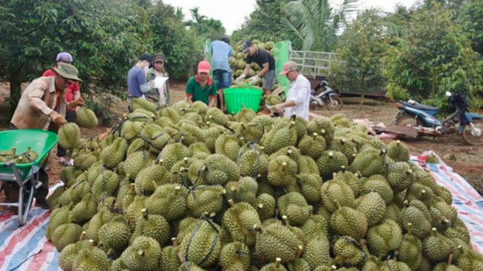 durian 1.jpg
