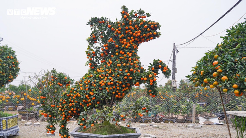 Unique bonsai kumquat trees mark Lunar New Year of Horse