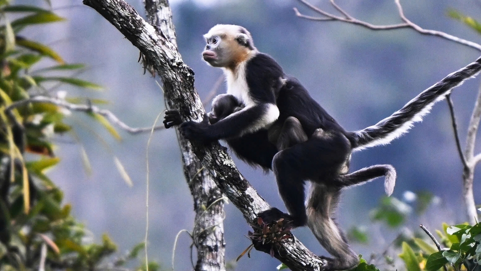 Hình ảnh loài voọc mũi hếch quý hiếm nhất thế giới tại Tuyên Quang