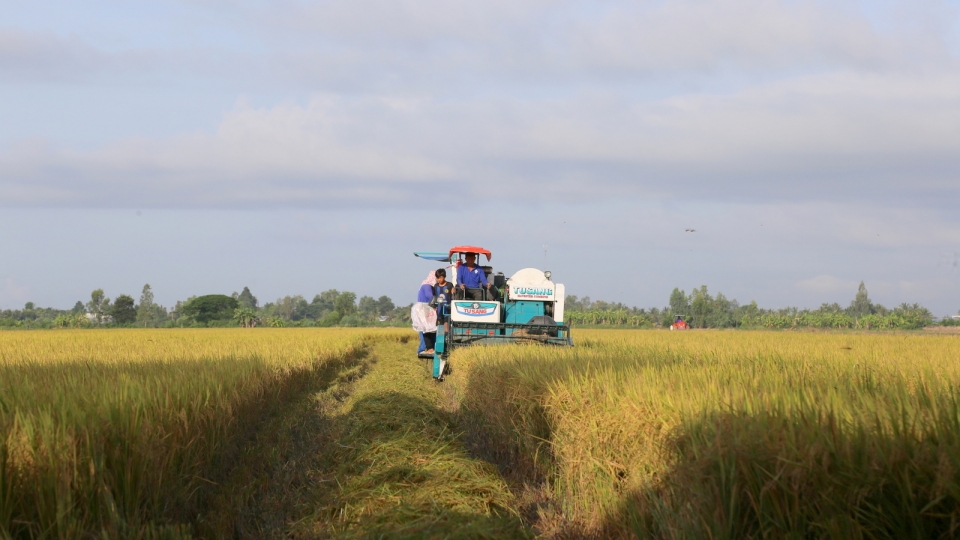 Đề án 1 triệu hecta, con đường để ngành lúa gạo phát triển bền vững.jpg