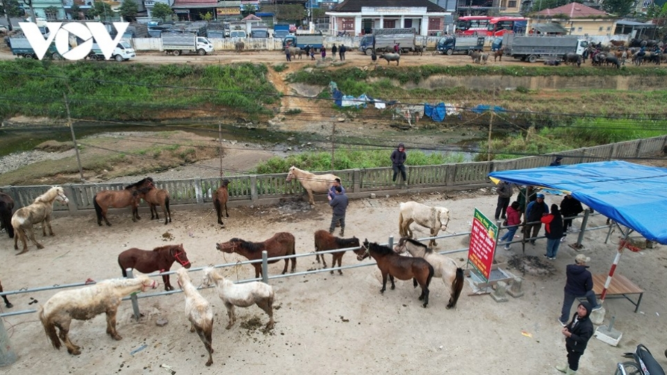 Horse market amid the mist in Bac Ha highlands