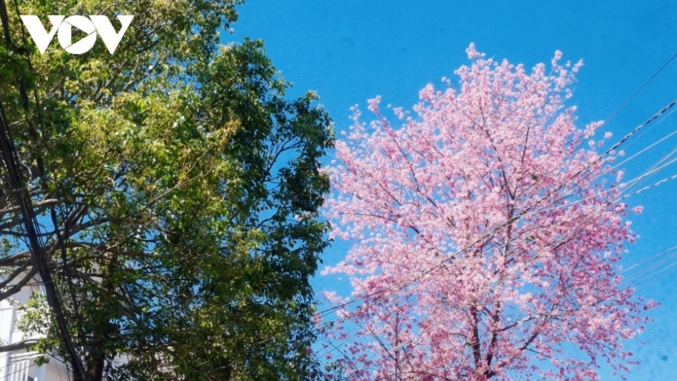 Da Lat glows pink as cherry blossoms reach peak bloom in years