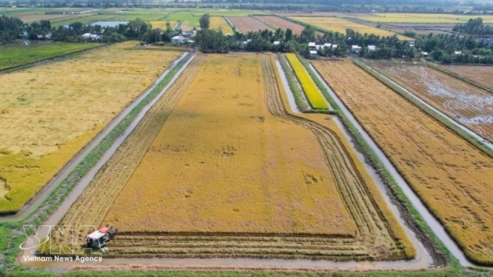 riceshrimp-farms-in-ca-mau.jpg