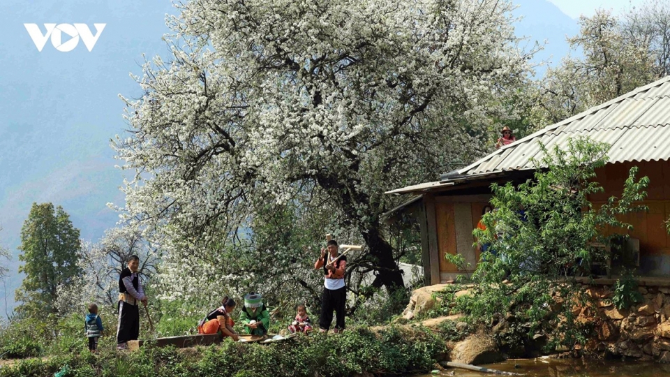 Sơn Tra blossoming - a white wonderland in the Northwestern Highlands
