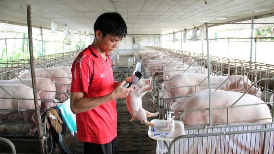 Disease control and feed security key to Vietnam’s sustainable livestock growth 2.jpg