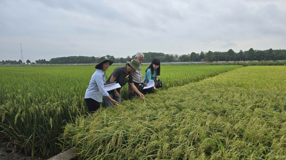 Việc lựa chọn và nhân rộng các giống lúa chất lượng cao, thích ứng tốt với điều kiện canh tác được xem là nền tảng quan trọng.jpg
