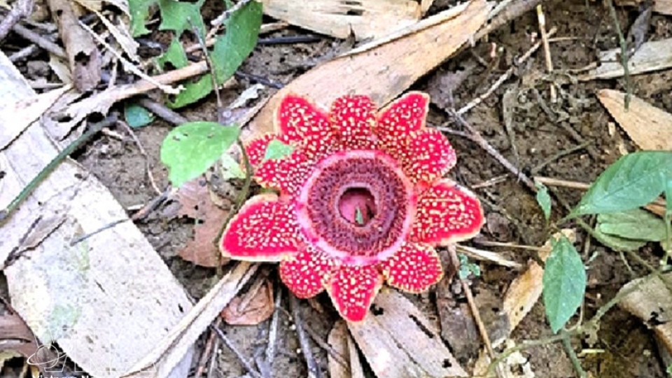 himalayan sapria.jpg