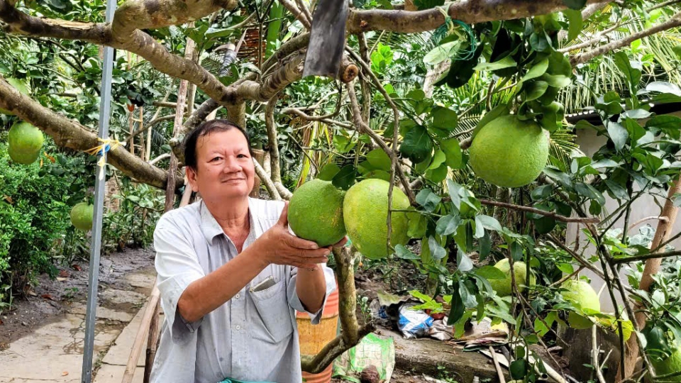2. great export potential for Vietnamese pomelo.jpg