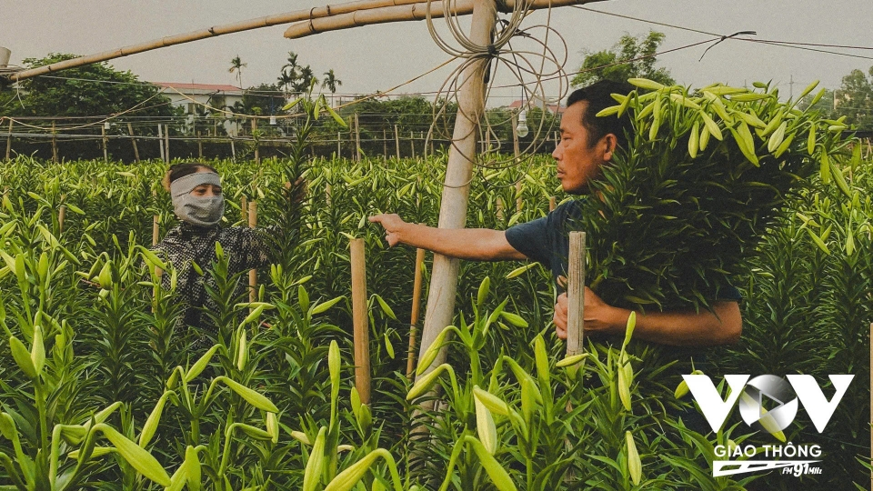 Hoa loa kèn vào vụ, làng Tây Tựu rộn ràng thu hoạch