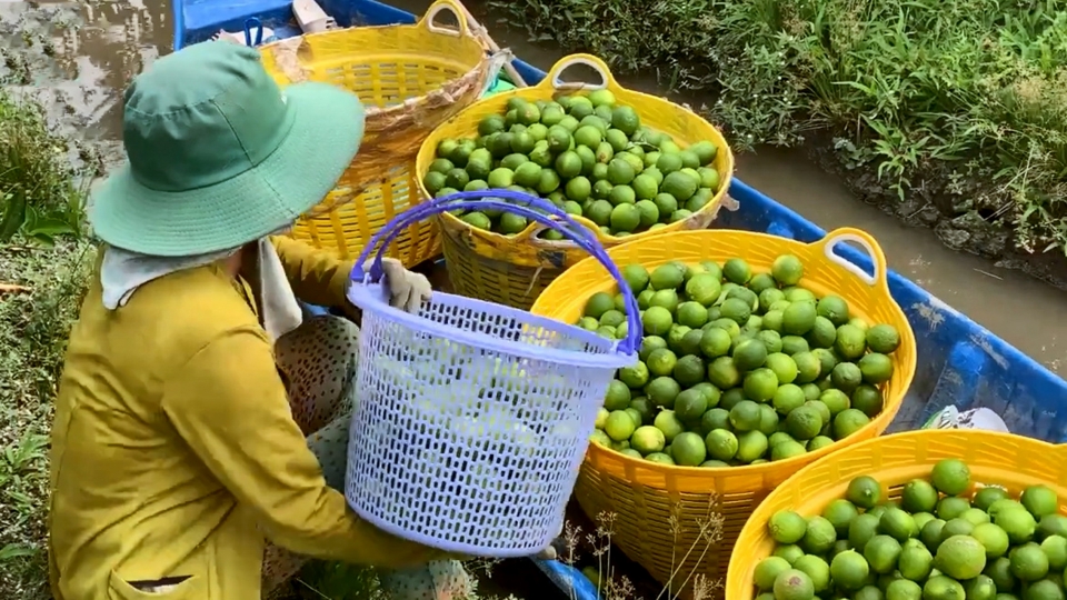 Nông dân Vĩnh Long thu hoạch chanh không hạt để xuất sang thị trường châu Âu.jpg