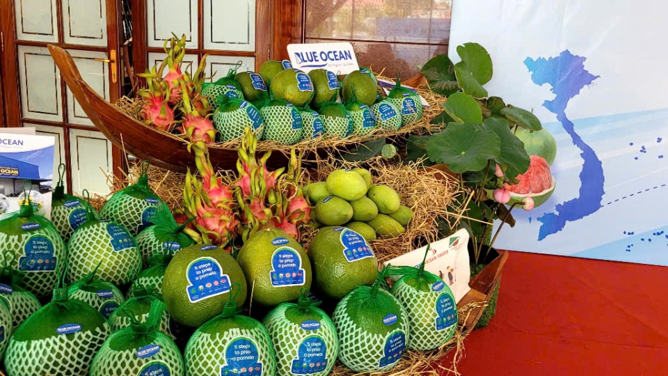 Trái bưởi da xanh tỉnh Đồng Tháp sẽ nâng cao giá trị khi xuất khẩu sang các thị trường khó tính.jpg