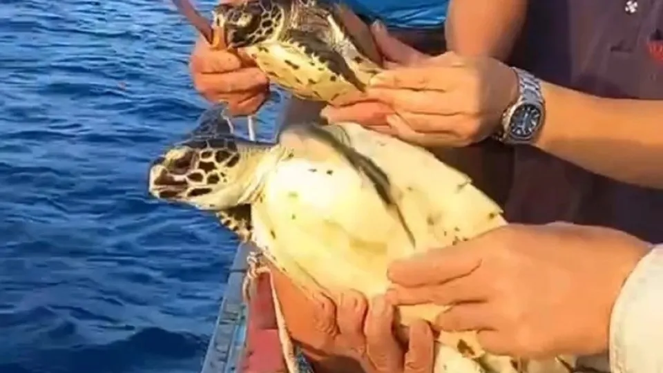 Two rare sea turtles released off Phu Quy Island.jpg