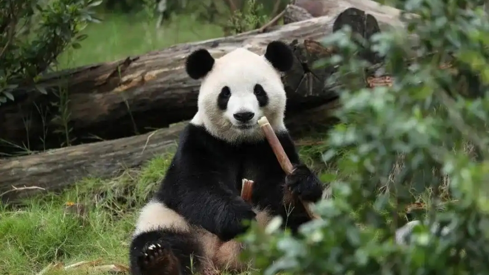 gau truc Trung Quoc, gau meo Trung Quoc, panda Trung Quoc, gau Phuc Song -co so nghien cuu va nuoi duong gau truc Thanhf Ddoo.jpg