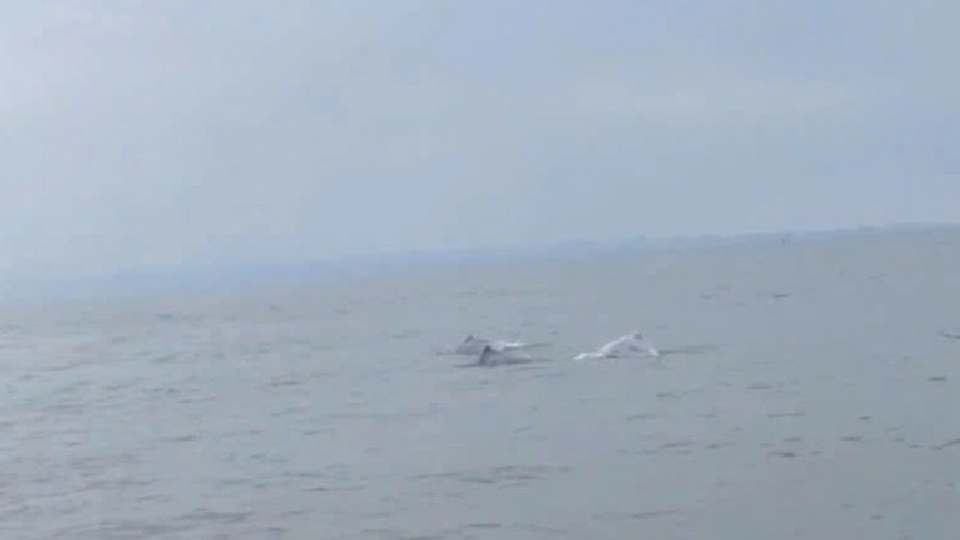 A pod of dolphins appears off Do Son on the morning of May 10, 2026.jpg