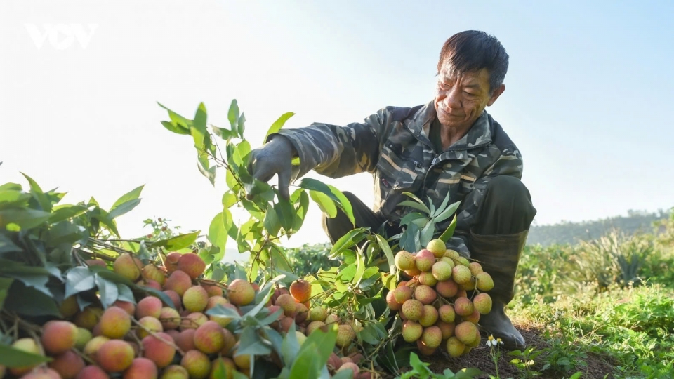 Early lychee harvest begins in Bac Ninh amid peak heatwave
