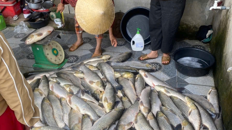 Cá chết 2.jpg