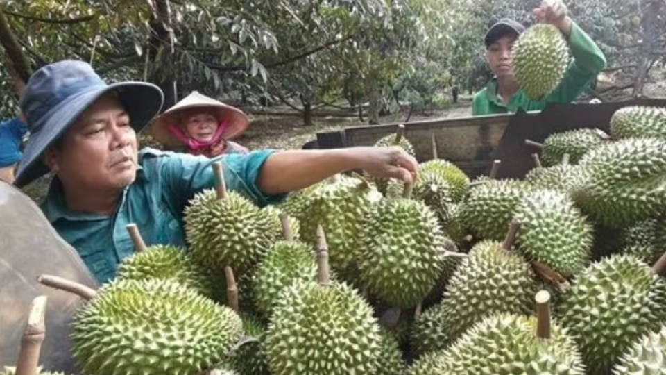 Durian harvest.jpg