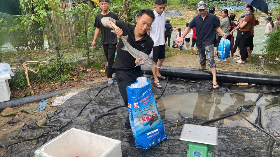 Người dân hưởng ứng mua cá tầm giúp hộ nuôi.jpg