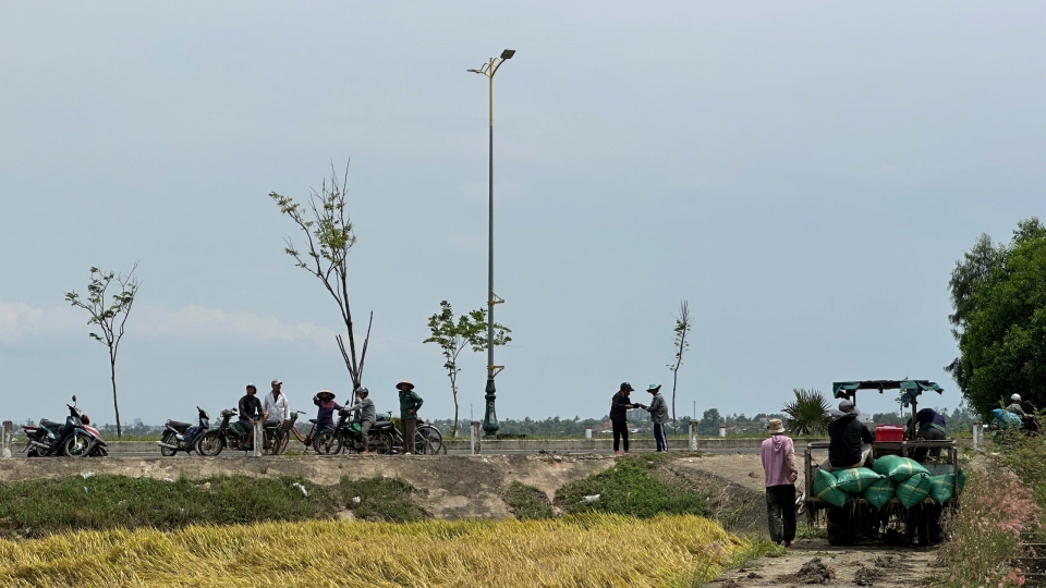 Nông dân có lúa bị ngã sốt ruột chờ máy gặt.jpg