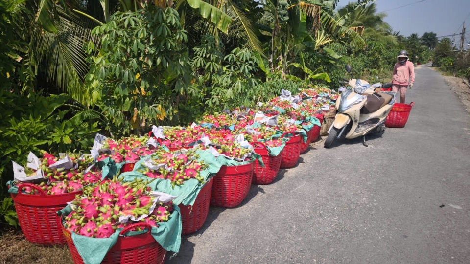 Trong một thời gian dài, trái thanh long dao động ở mức thấp nhà vườn không có lãi.jpg