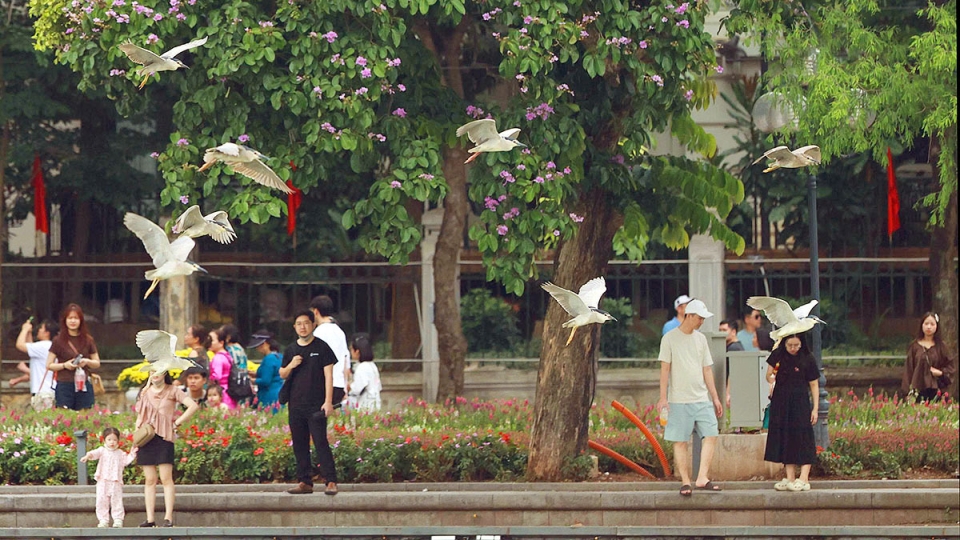 Cận cảnh đàn chim hoang dã giữa sắc tím bằng lăng và rực đỏ hoa phượng Hồ Gươm