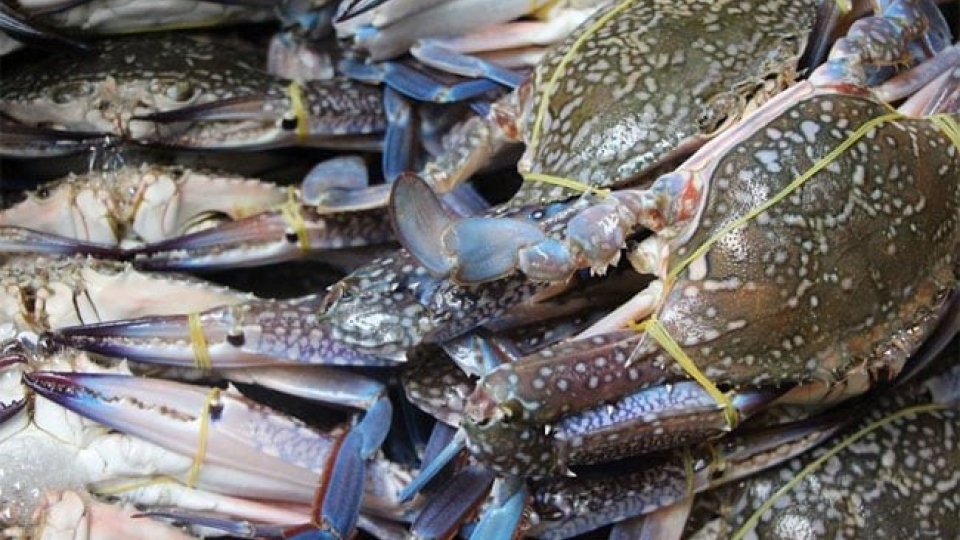 crab.png