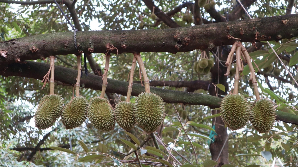 khoang_1_thang_nua_sau_rieng_dong_nai_moi_cho_thu_hoach.jpg