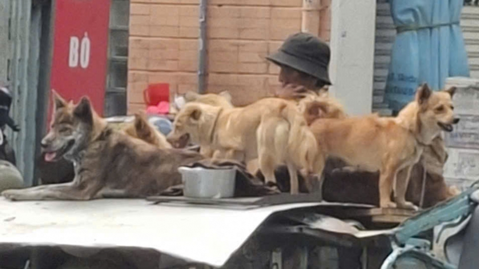 nguoi_dan_khi_tiep_xuc_gan_voi_cho_co_nguy_co_cao_mac_benh_dai.jpg