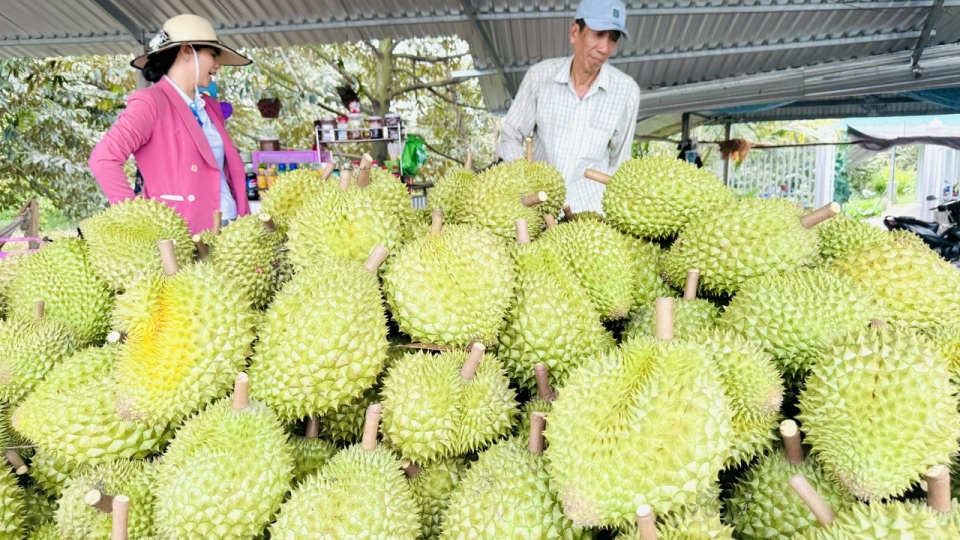 sầu riêng 1.jpg