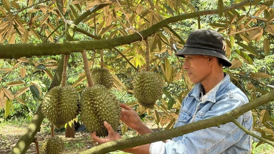 sầu riêng.jpg