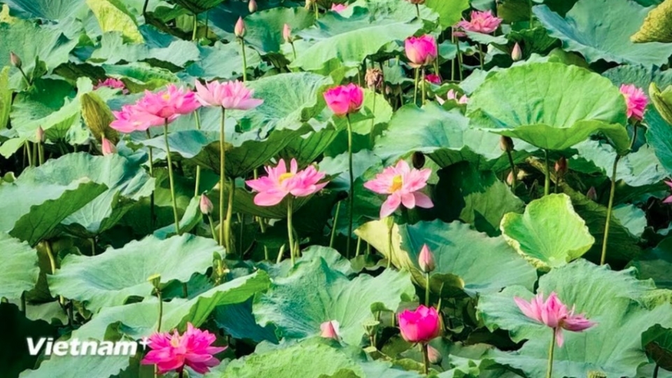 Hanoi Lotus Festival.jpg