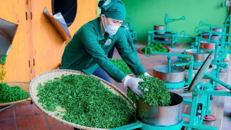 Thai Nguyen tea.jpg