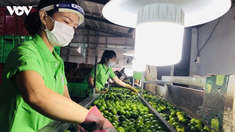 Vietnam fruit exports.jpg