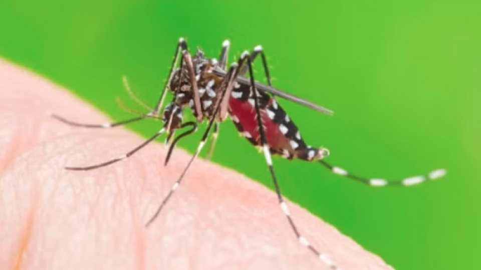 dengue fever.jpg