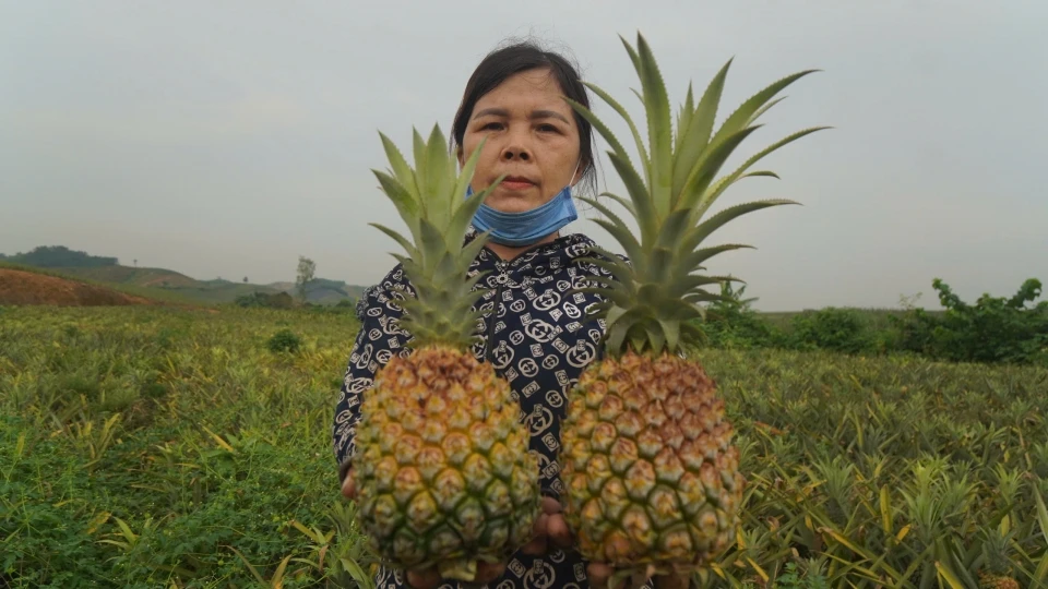 Dứa chín vàng kín đồi, nông dân Thanh Hóa thua lỗ nặng nề vì giá rớt sâu