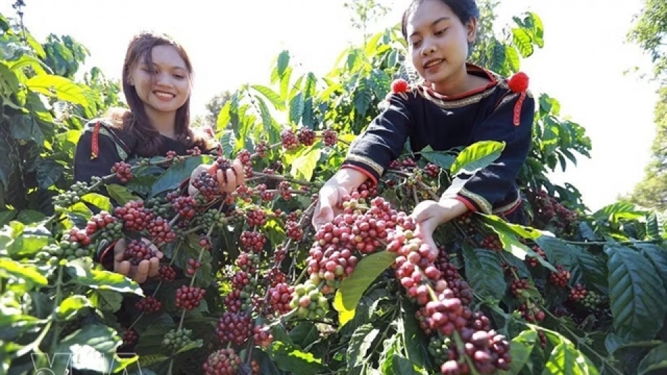 coffee harvest.jpg