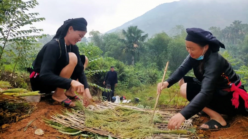 green-rice-offerings-preserve-tay-ethnic-peoples-harvest-traditions.jpg