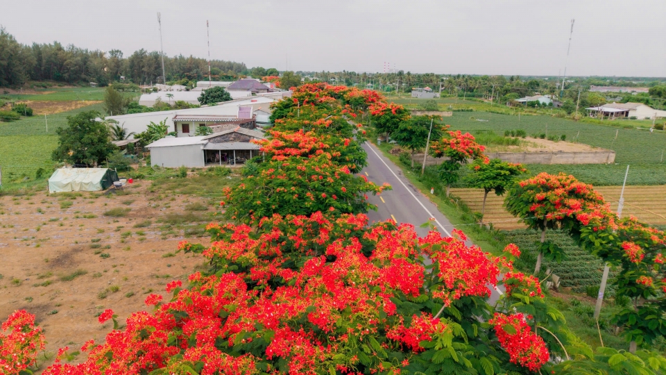 Vẻ đẹp bình yên của cung đường phượng vĩ nổi tiếng Vĩnh Long