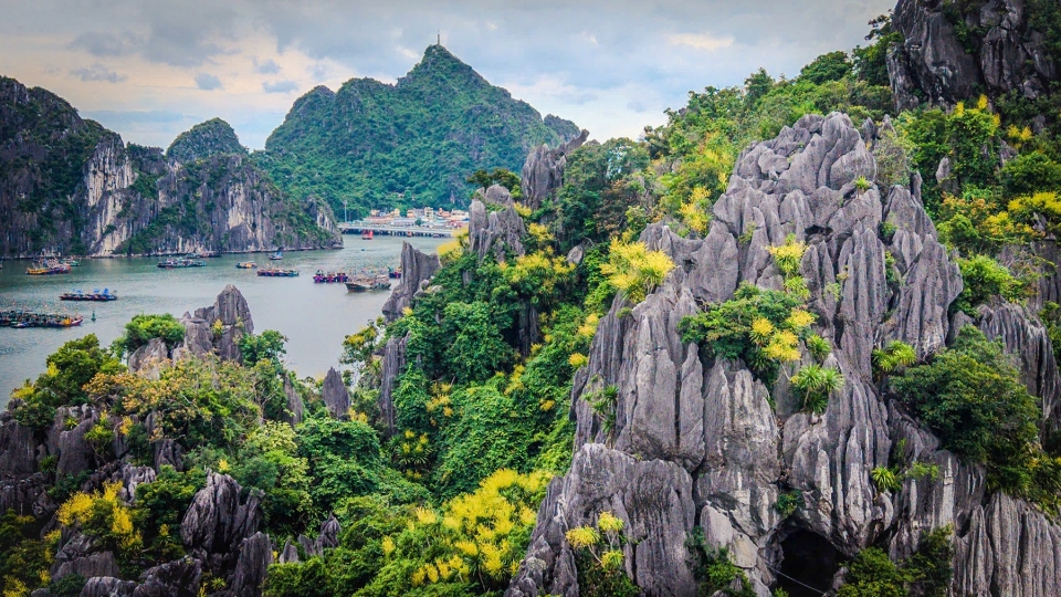 Mùa phất dụ núi khoe sắc rực rỡ trên vịnh Hạ Long