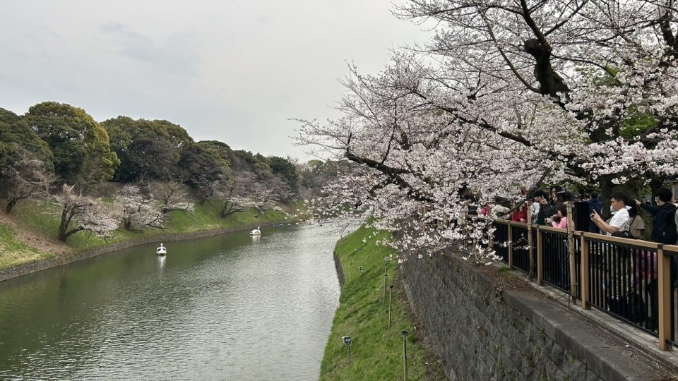 tokyo-mua-anh-dao-la-mot-trong-nhung-diem-du-lich-hap-dan-nhat-the-gioi.-anh-vov-tokyo.jpg