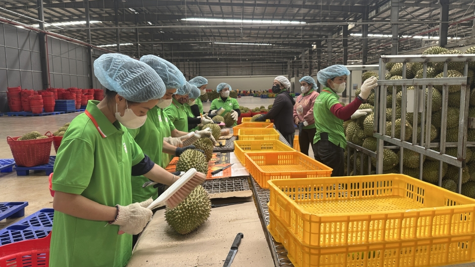 4-8-sau-rieng-2.jpg