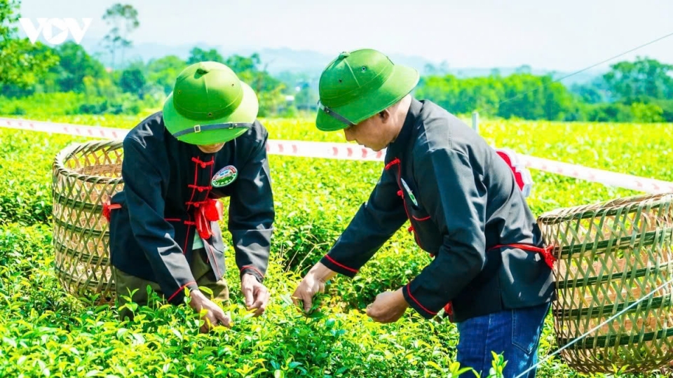 Tea festival celebrates cultural heritage in Quang Ninh