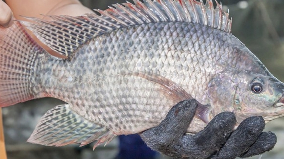 tilapia-1.jpg