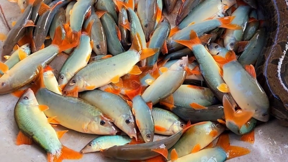 ca-heo-nuoc-ngot-la-ca-gi-gia-ban-bao-nhieu-1kg-lam-mon-gi-tipsnote-800x500-3.jpg