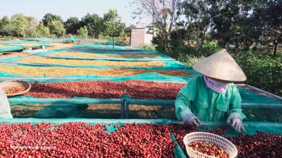 coffee-exports.jpg