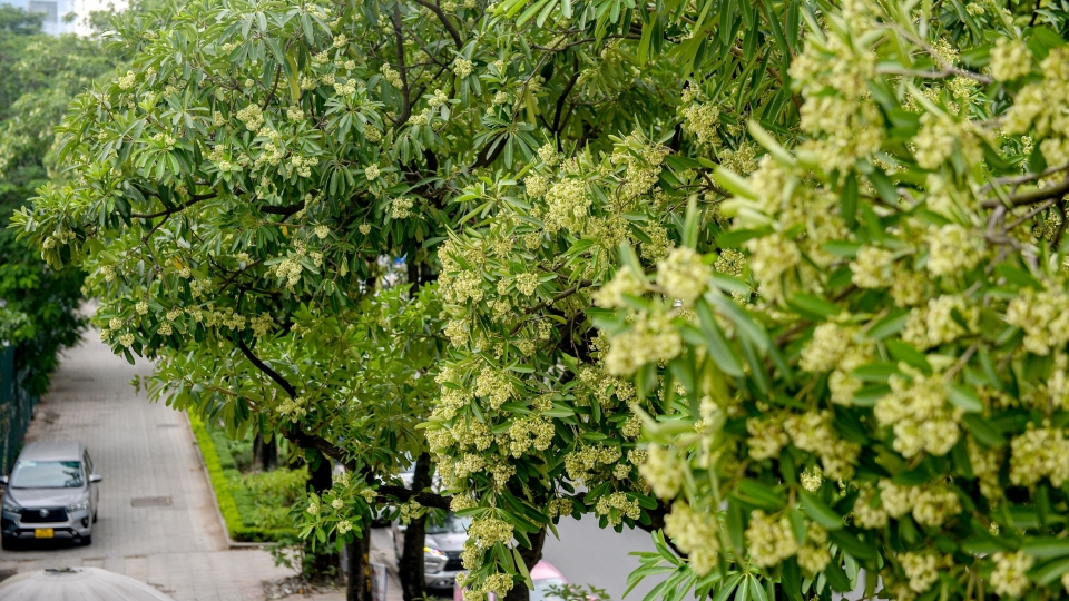 Người dân kêu khổ vì hoa sữa, Hà Nội tính phương án thay thế