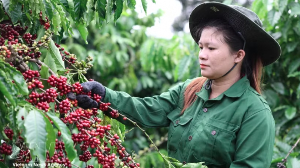 buon-ma-thuot-coffee-festival.png