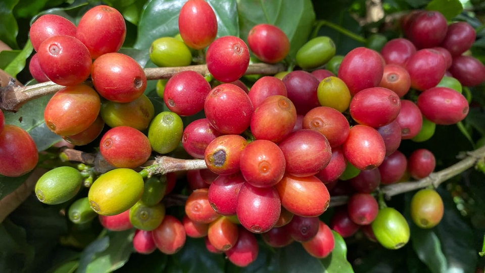 cafe3.jpg