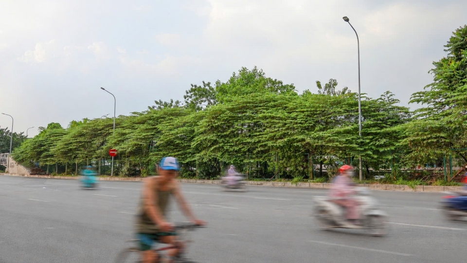 Nhiều loài cây quen thuộc trên phố ở Hà Nội nằm trong danh mục cấm trồng